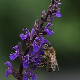 Lavendel von Eveline Habing