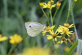 Vlinder van t de bruin