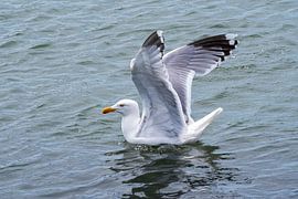 seagull spreads its wings by Merijn Loch