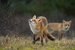 Red Fox ( Vulpes vulpes ) two together in natural surrounding, on a rainy day, one is watching up to sur wunderbare Erde