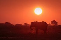 Olifant met zonsondergang