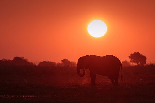 Sunset Elephant