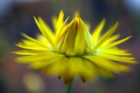 dahlia in gele waas