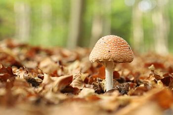 Vliegenzwam in het bos