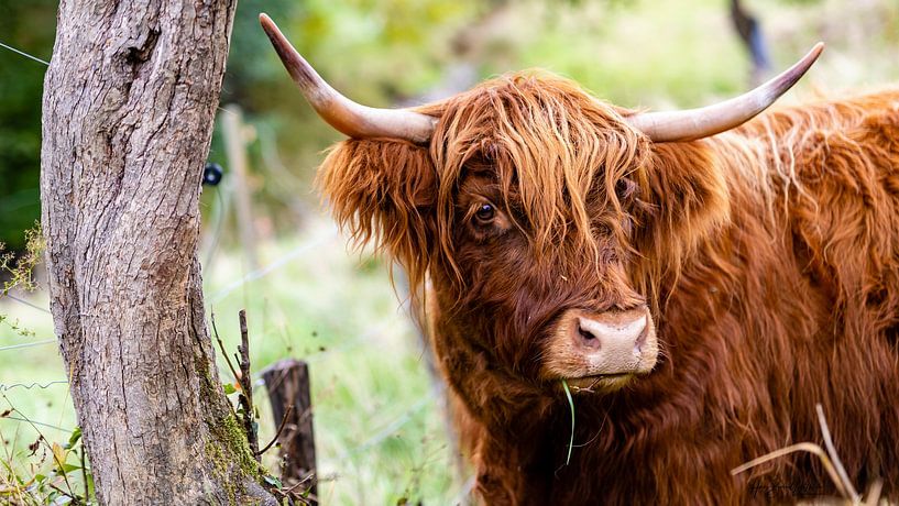 Bœuf des Highlands écossais par Hans-Bernd Lichtblau