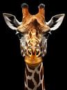 Giraffe by PixelPrestige thumbnail