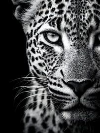 Leopard – Intensiver Blick im monochromen Close-up