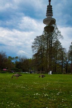 Ganzenidylle voor Heinrich Hertz-toren van Elbkind89