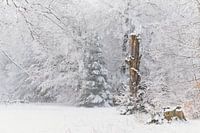 Sneeuw in het voorjaar