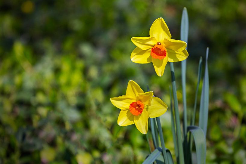 Daffodils duo van Ursula Di Chito