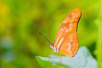 Butterfly passion