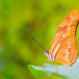 Schmetterling Leidenschaft von Pascal Marcelis