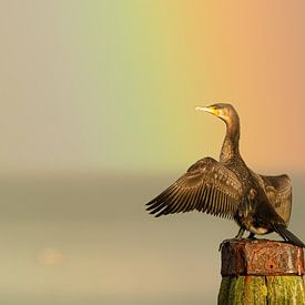 Aalscholver in de regenboog van Erwin Stevens