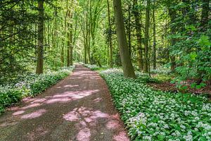 Wandelen langs de daslook in het Amsterdamse Bos