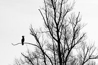 Silhouet van een aalscholver