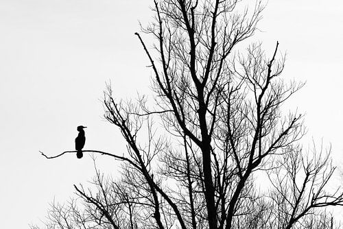 Silhouette eines Kormorans