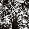 Les grands arbres captent beaucoup de vent (noir et blanc) sur Glenn Vanderbeke