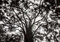 Tall trees catch a lot of wind (black and white)