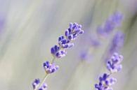 Lavendel bloem met wazige achtergrond van Kirtah Designs thumbnail