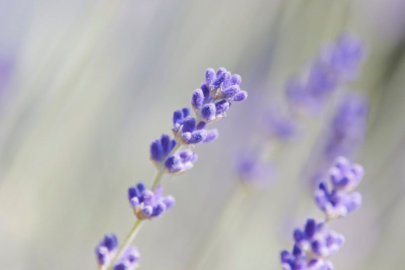 Lavendel bloem met wazige achtergrond van Kirtah Designs