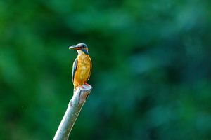 Der Eisvogel beim Fischfang