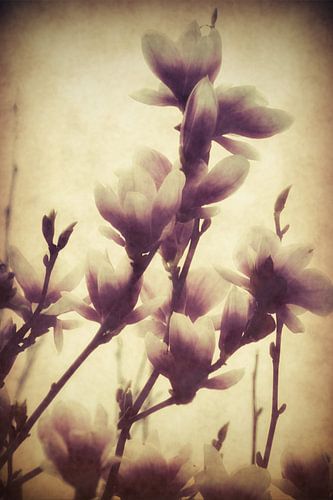 Magnolie