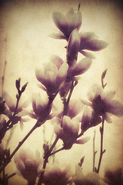 Magnolie von Christine Nöhmeier