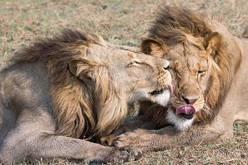 lion coalition by Felix Sedney
