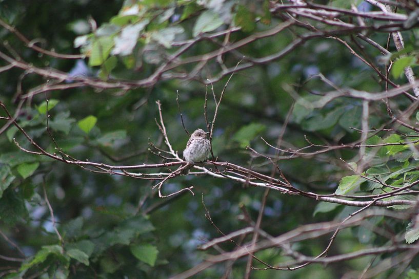 Grey flycatcher by Paul Emons