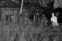 Levend Vrijheidsbeeld New York.