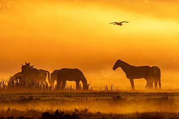 Paarde in de mist tijdens zonsopkomst van Alex van den Akker