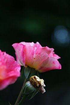 Röschen im Morgentau 4