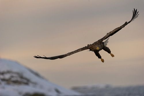 White-tailed eagle in flight, Haliaeetus albicilla