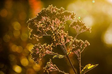 Zon door een bloem