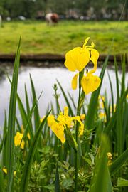 Yellow lily (Iris pseudacorus) by Marly De Kok