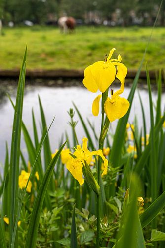 Lys jaune (Iris pseudacorus)