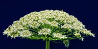 De bloem van een Berenklauw plant in de zomerzon