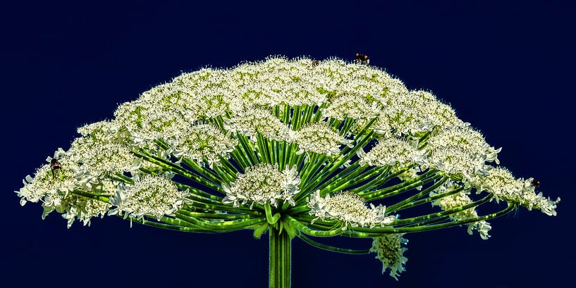 De bloem van een Berenklauw plant in de zomerzon par Harrie Muis