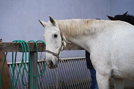 Preparation of the horse before the ride