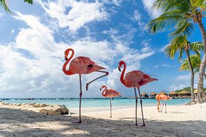 Flamingo