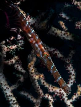 Trompetenfische (Aulostomidae)