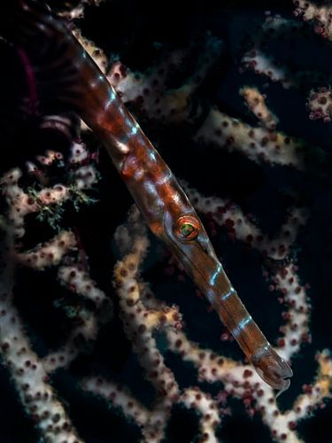 Trompetvis (Aulostomidae)