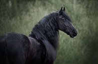 Le cheval frison en hiver par Lotte van Alderen Aperçu