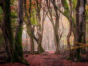 Geflochtene Buche von Tvurk Photography