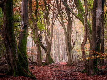 Braided beeches by Tvurk Photography