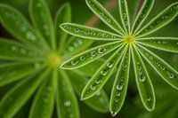 Perlllupine