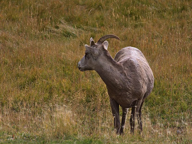 Bighorn sheep in a meadow by Timon Schneider
