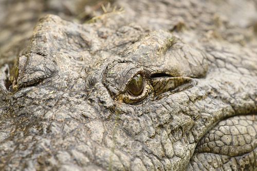 Krokodillenoog