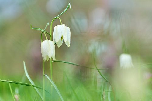 Witte kievitsbloemen
