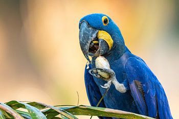Hyacinth Macaw